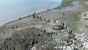 A line of people moves stones to build a clam garden wall.