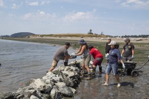 A group of people passes a stone over a clam garden wall.