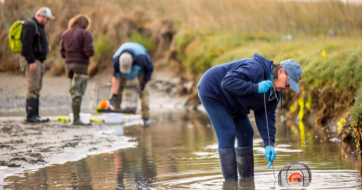 Crab team volunteers wading in the water with crab traps