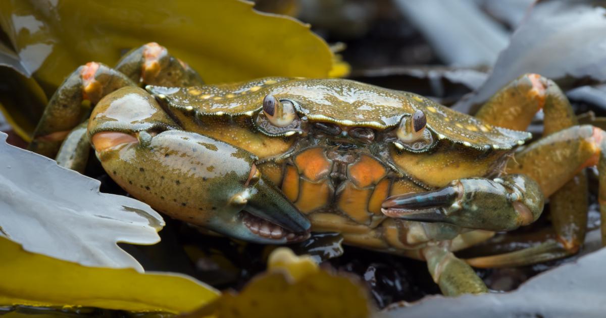European green crab surrounded by seaweed
