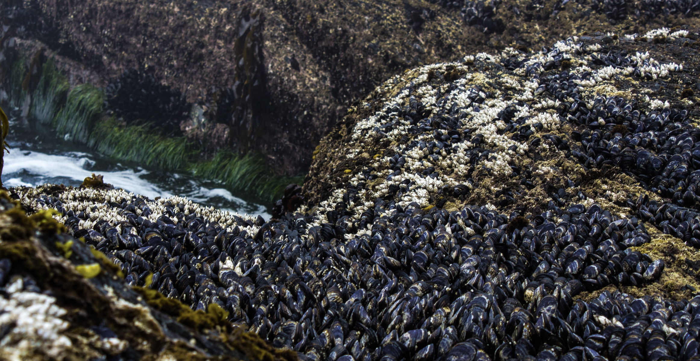 Mussels and barnacles line the rocky shore