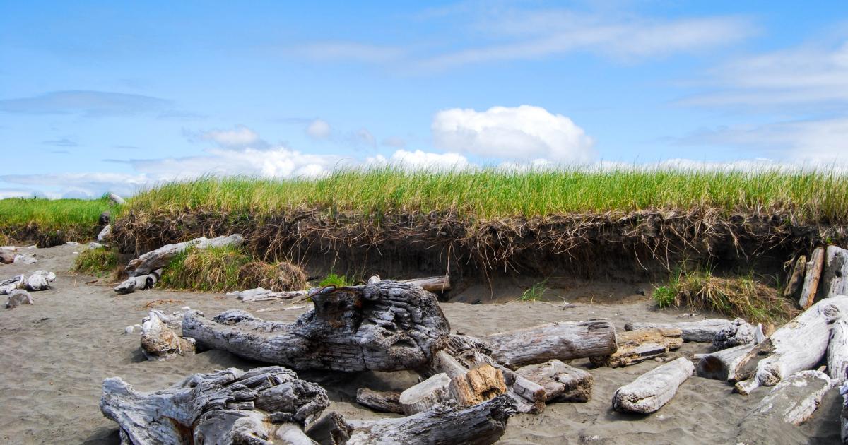 Westport beach driftwood and bluff