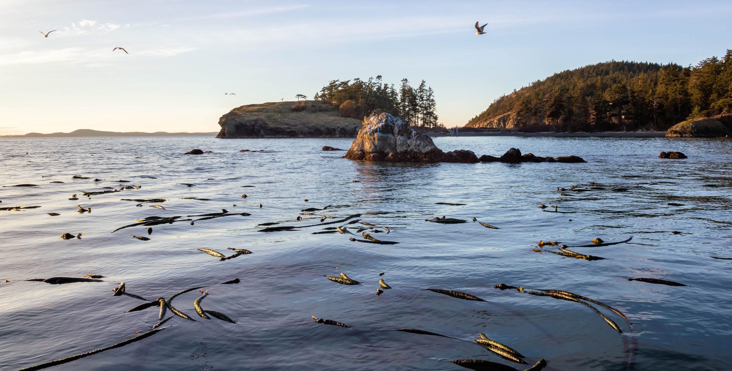 Beautiful landscape view on the ocean coast, taken in Deception Pass, Washington, USA. Lots of bull kelp floating on the surface.
