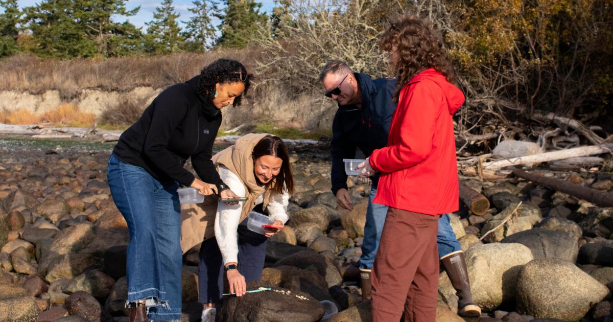 WSG team members conducting a molt search on the beach