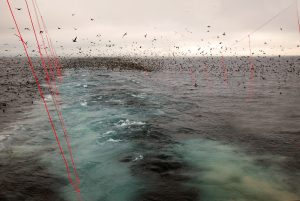 Seabird Bycatch publication list