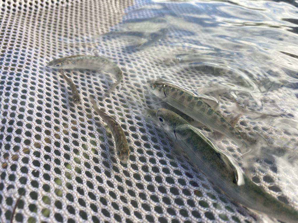 Juvenile Chinook salmon in a net