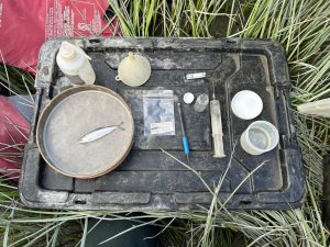 A collected juvenile salmon on a scientific tray