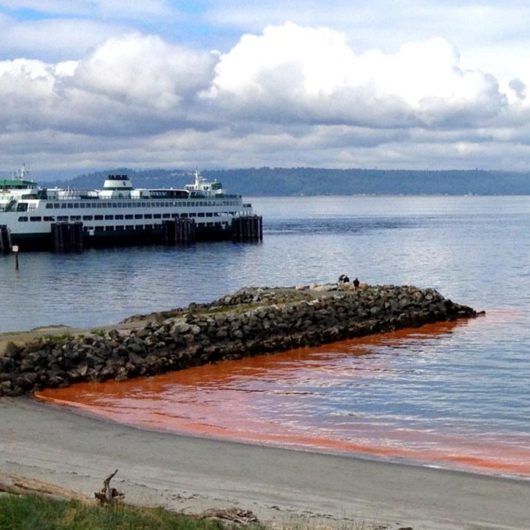 Algal bloom on a cloudy day