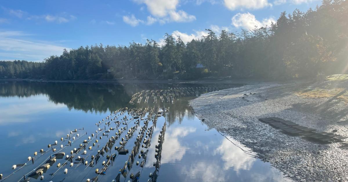 Wescott Bay Oyster Co oyster beds on a sunny day