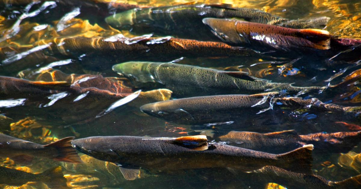 Close-up of several salmon in the water