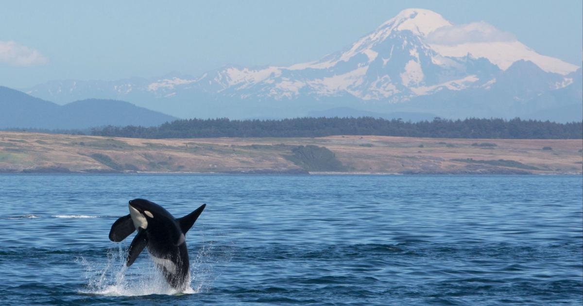 Southern Resident orca breaching in front of Mount Baker in the Pacific Northwest