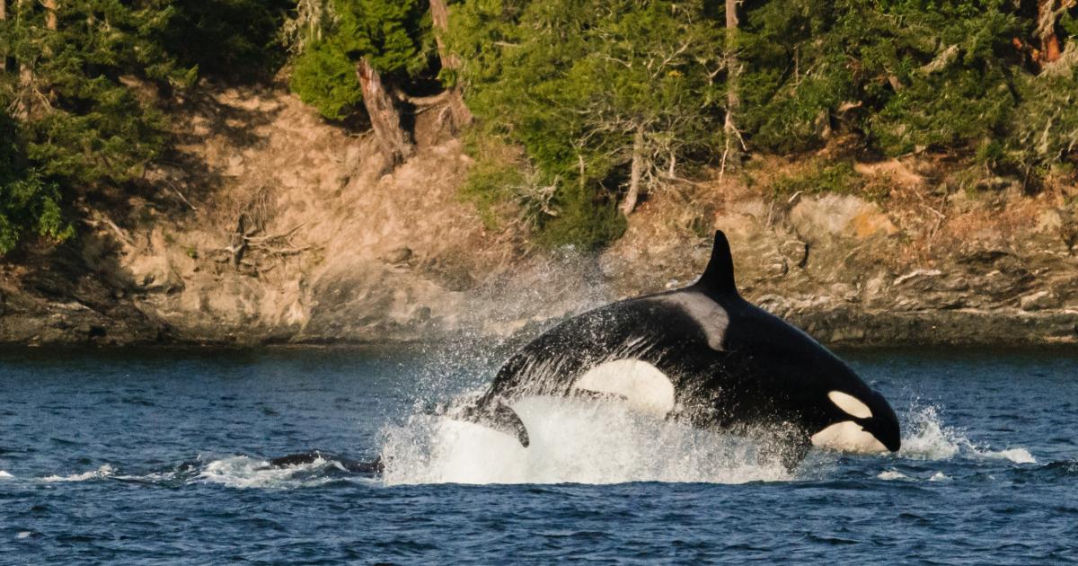 Side view of a transient orca breaching during a sea lion hunt