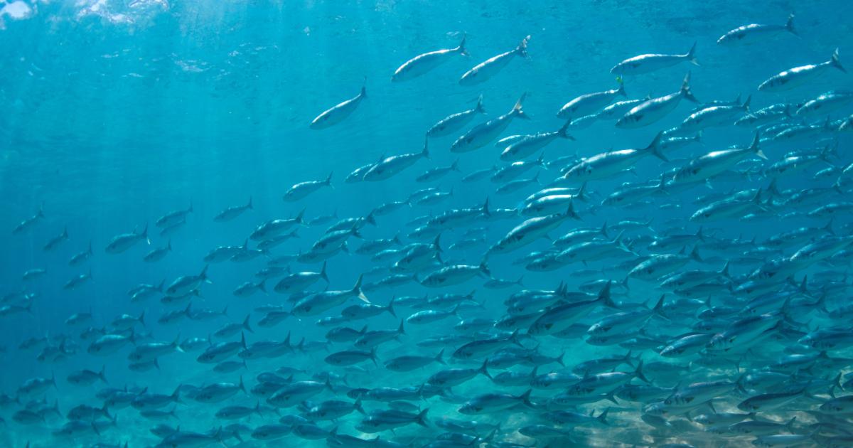 School of salmon swimming