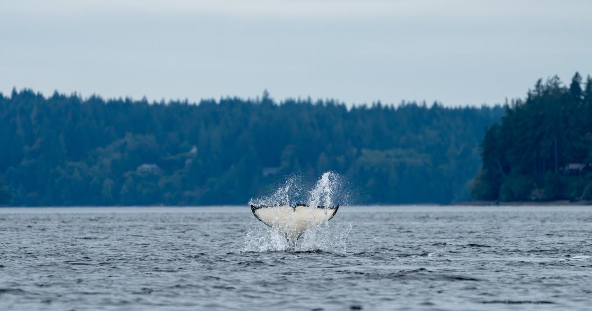 Orca tail fin splashing as it dives down into the water of the puget sound. Pine forest in the background.