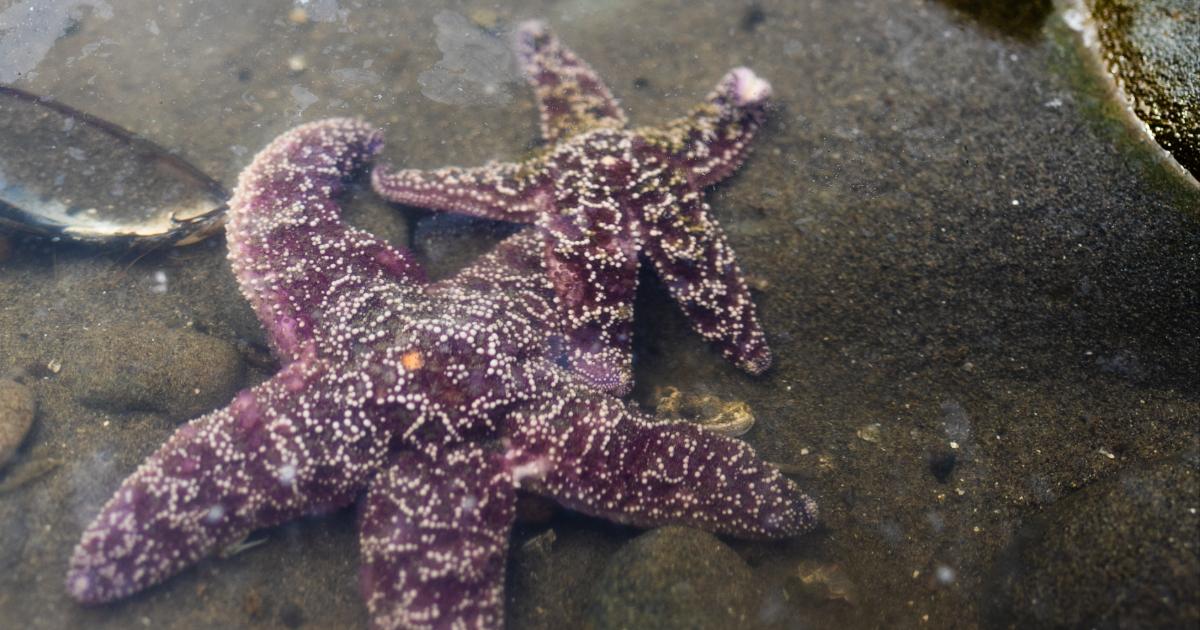 Purple starfish in a shallow tide pool at Olympic National Park, Washington, surrounded by rocks and marine life along the Pacific Northwest coast.