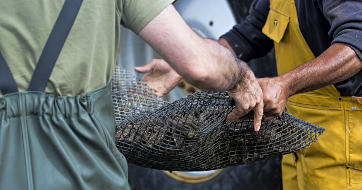 Aquaculture farmers holding oysters in net