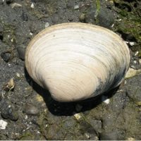 A butter clam