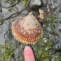 A finger points at a cockle shell