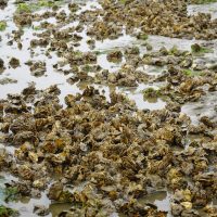 Shellfish on a muddy beach