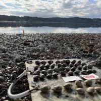 Shellfish on a scientific palette on a rocky beach facing the water
