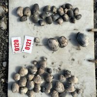 Top-down view of shellfish on a scientific palette