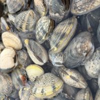 Manila clams