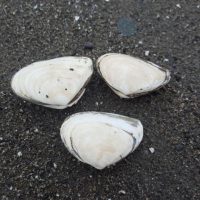 Macoma clams