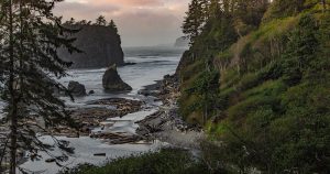 Ruby Beach, with high grassy cliffs sloping up to the right and a large conifer tree in the foreground.
