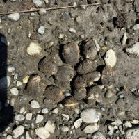 Muddy shellfish on a beach