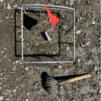 A square transect on a beach with a bright flag planted within.