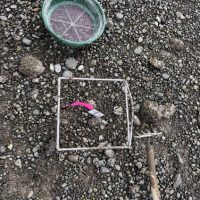 A square transect on a rocky beach with a bright flag planted inside it.