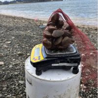 A bag of shellfish on a scale on a bucket.