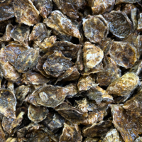 Pacific oyster shells