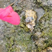 A bright flag planted next to a dead shellfish