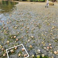 A square transect of PVC pipe surrounds dead shellfish in the foreground on a beach
