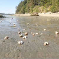 Dead cockles on a sandy beach