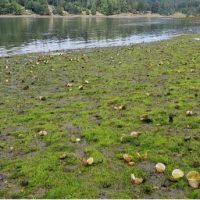 Dead shellfish on an algae-covered beach