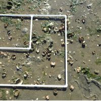 Dead shellfish surrounded by a square transect of PVC pipe