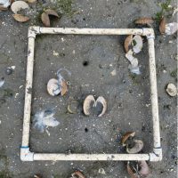 Square PVC transect surrounding several dead shellfish on a beach