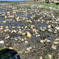 Dead cockles in the Lummi Sea Pond