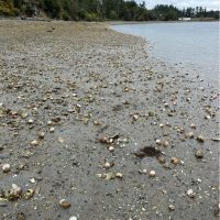 Dead cockles on a sandy beach at Mystery Bay
