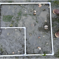 A subdivided square transect of PVC pipe surrounding dead shellfish on a wet sandy beach.
