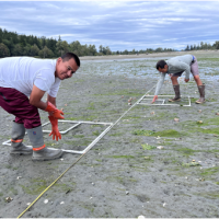 Two people on a sandy beach place transects of PVC pipe around sections of beach to measure shellfish mortality rates.