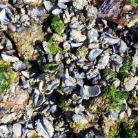Dead shellfish on the west side of Squaxin Island