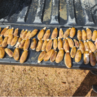 Razor clams laid out on the bed of a truck