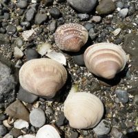 Littleneck clams on a rocky beach