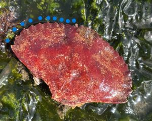 Red rock crab molt with dots indicating spines along the shell
