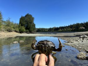 A hand holding a male European green crab.