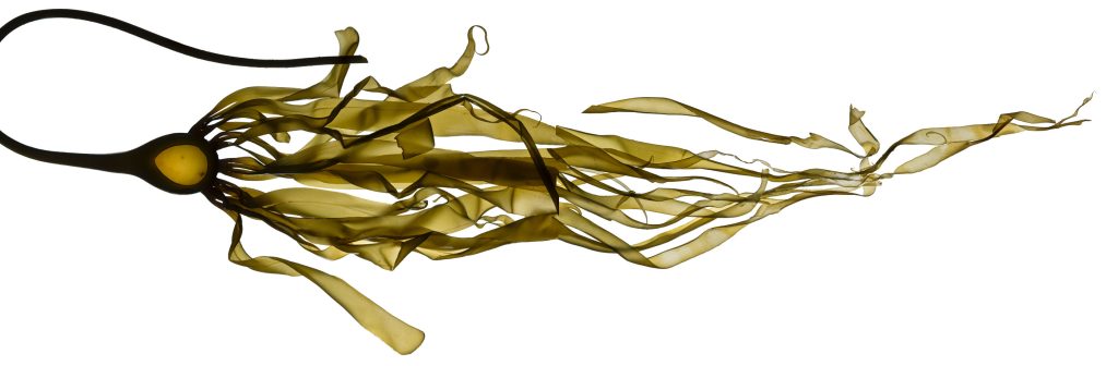 Bull kelp laid out horizontally and scanned