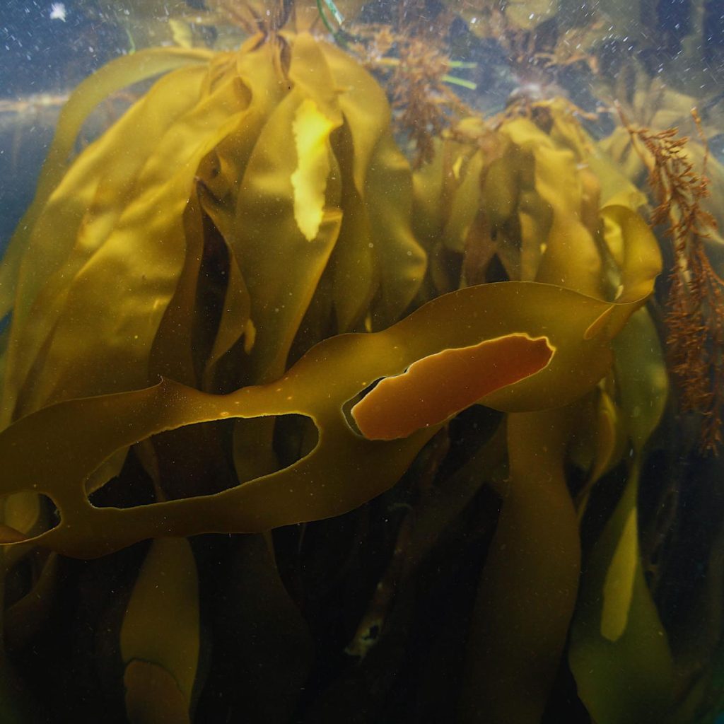 Bull kelp